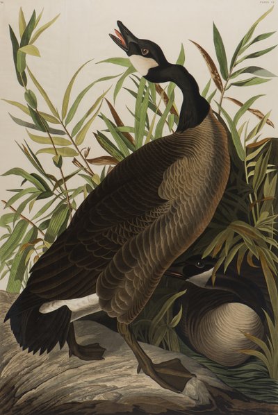 Canada Goose，1827-1838（纸上写着） 作者 约翰·詹姆斯·奥杜邦