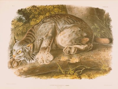 加拿大山猫 作者 约翰·詹姆斯·奥杜邦