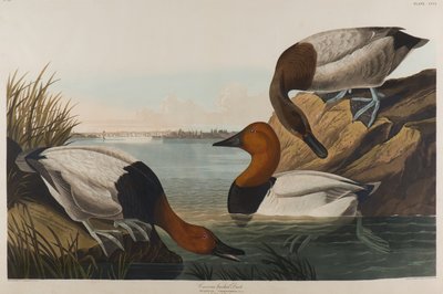 帆布背鸭，1836年（纸上wc） 作者 约翰·詹姆斯·奥杜邦