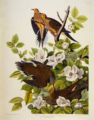 卡罗莱纳州斑鸠。哀鸽， 作者 John James Audubon