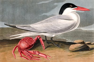 Cayenne Tern，Sterna Maxima，来自John The Audubon，酒吧的“The Birds of America”。 1827年至1838年 作者 约翰·詹姆斯·奥杜邦