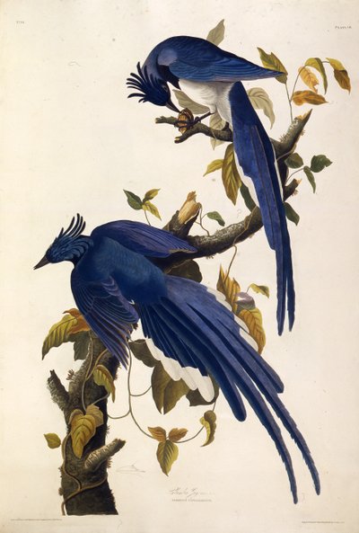 Columbia Jay Garrulus ultramarinus。摘自《美国鸟类》，1827-1838年。 作者 约翰·詹姆斯·奥杜邦