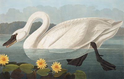Common American Swan，Cygnus Americanus，来自John The Audubon的“美国鸟类”，酒吧。 1827年至1838年 作者 约翰·詹姆斯·奥杜邦