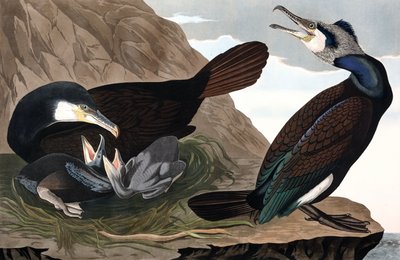 常见的鸬鹚，Phalacrocorax Carbo，来自 John J. Audubon 的“The Birds of America”，酒吧。 1827-38（手工彩色雕刻） 作者 约翰·詹姆斯·奥杜邦