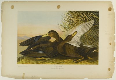 Dusky Duck，由Julien Bien印刷，由Roe Lockwood＆Son出版，1861年（彩色石版画） 作者 约翰·詹姆斯·奥杜邦