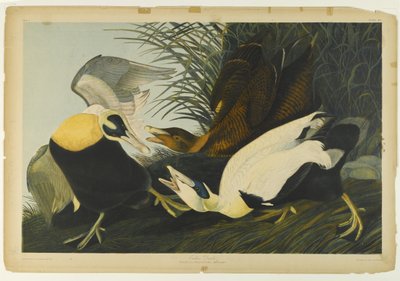 Eider Duck，由Julien Bien印制，由Roe Lockwood＆Son出版，1861年（彩色石版画） 作者 约翰·詹姆斯·奥杜邦