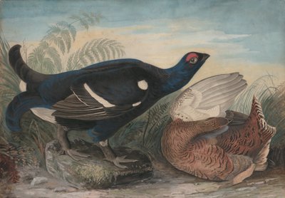 英国黑鸡，1828年。 作者 约翰·詹姆斯·奥杜邦