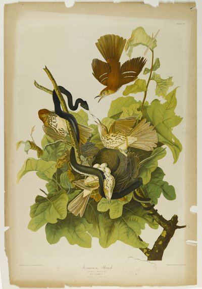 Ferruginous Thrush，由Julien Bien印制，由Roe Lockwood＆Son出版，1861年（彩色石版画） 作者 约翰·詹姆斯·奥杜邦