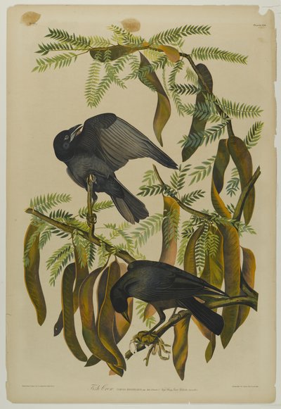 Fish Crow，由Julien Bien印制，由Roe Lockwood＆Son出版，1861年（彩色石版画） 作者 约翰·詹姆斯·奥杜邦