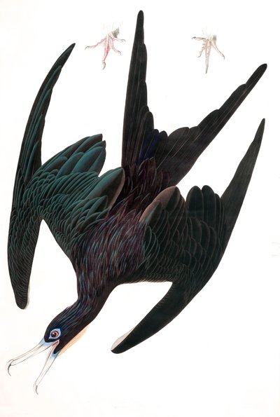 军舰鹈鹕，Tachypetes Aquilis，出自约翰-J-奥杜邦的 "美国鸟类"，1827-38年出版。1827-38（手绘版画 作者 约翰·詹姆斯·奥杜邦
