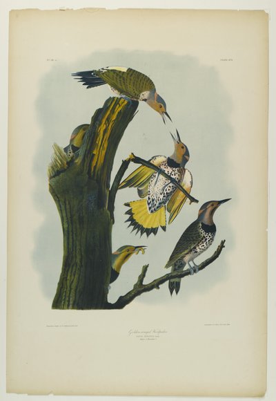 金翅啄木鸟，由Julien Bien印制，由Roe Lockwood＆Son出版，1861年（彩色石版画） 作者 约翰·詹姆斯·奥杜邦