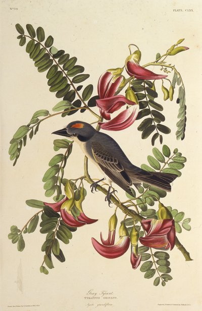 灰暴君。摘自《美国鸟类》，1827-1838年。 作者 约翰·詹姆斯·奥杜邦