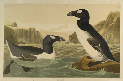 Great Auk，由Julien Bien印刷，由Roe Lockwood＆Son出版，1861年（彩色石版画） 作者 约翰·詹姆斯·奥杜邦
