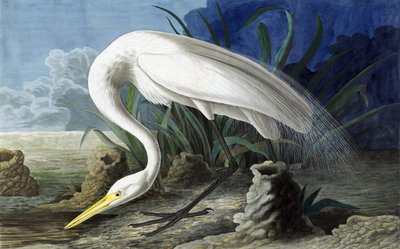 大白鹭，Casmerodius Albus，来自John The Audubon，酒吧的“美国鸟类”。 1827年至1838年 作者 约翰·詹姆斯·奥杜邦