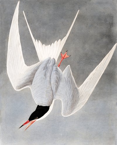 伟大的燕鸥，Sterna Hirundo，来自John J. Audubon，酒吧的“The Birds of America”。 1827年至1838年 作者 约翰·詹姆斯·奥杜邦