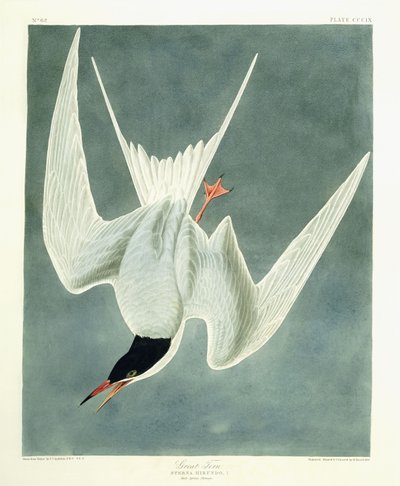大转弯，男性，春季全身羽毛，1836年 作者 约翰·詹姆斯·奥杜邦