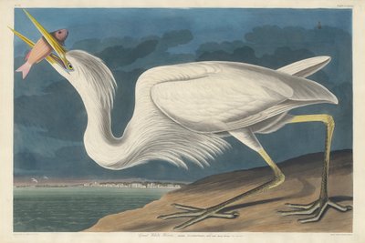 大白苍鹭，1835年 作者 约翰·詹姆斯·奥杜邦