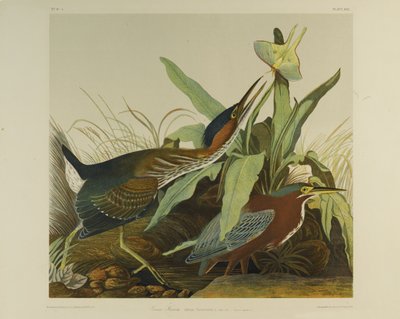 Green Heron，由Julien Bien印制，由Roe Lockwood＆Son出版，1861年（彩色石版画） 作者 约翰·詹姆斯·奥杜邦