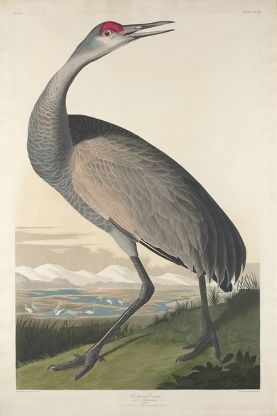 Hooping Crane，1835 作者 约翰·詹姆斯·奥杜邦