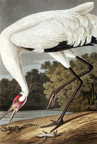 Hooping Crane，Grus Americana，来自John J. Audubon，酒吧的“The Birds of America”。 1827年至1838年 作者 约翰·詹姆斯·奥杜邦