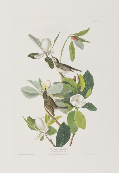 美国鸟类 "中的插图 作者 John James Audubon