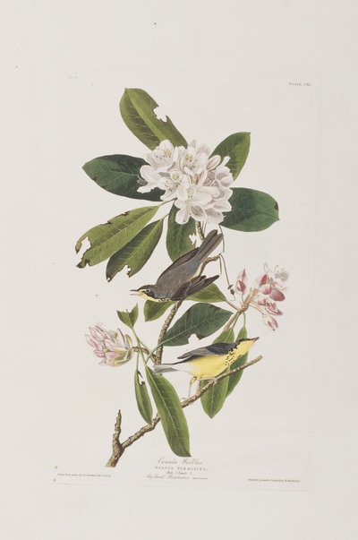 美国鸟类 "中的插图 作者 John James Audubon