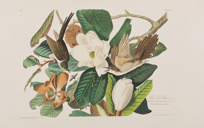 美国鸟类 "中的插图 作者 John James Audubon