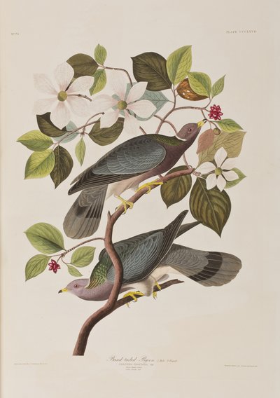 美国鸟类 "中的插图 作者 John James Audubon