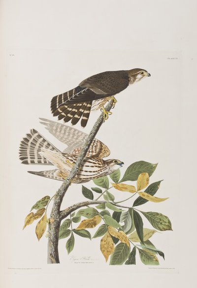 美国鸟类 "中的插图 作者 John James Audubon