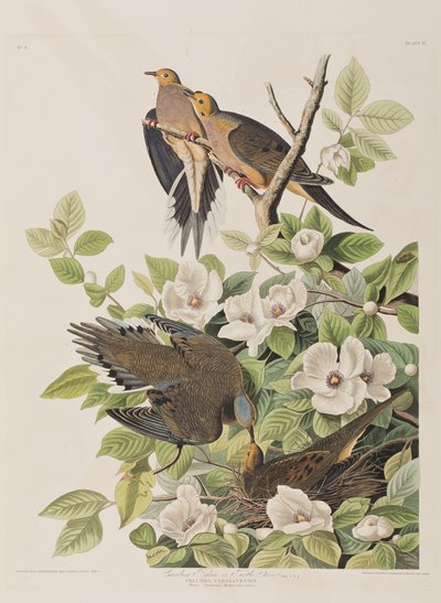 美国鸟类 "中的插图 作者 John James Audubon