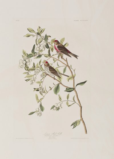 美国鸟类 "中的插图 作者 John James Audubon