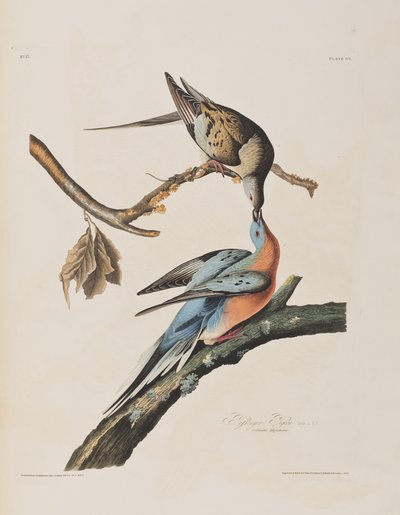 来自“美国鸟类”的插图 作者 John James Audubon