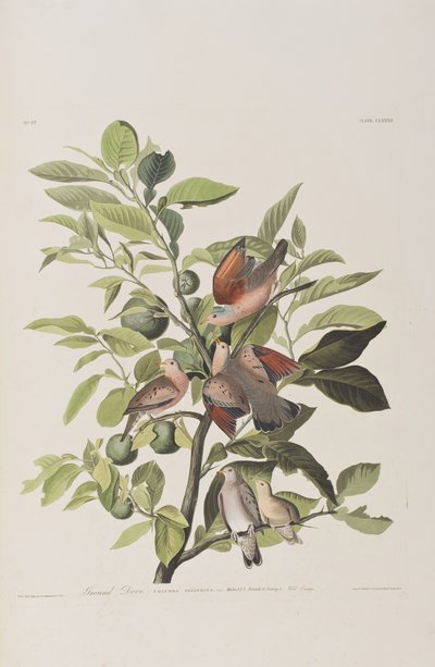 来自“美国鸟类”的插图 作者 John James Audubon