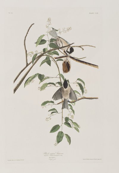 来自“美国鸟类”的插图 作者 John James Audubon