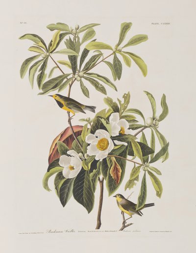 来自“美国鸟类”的插图 作者 John James Audubon