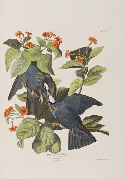 来自“美国鸟类”的插图 作者 John James Audubon
