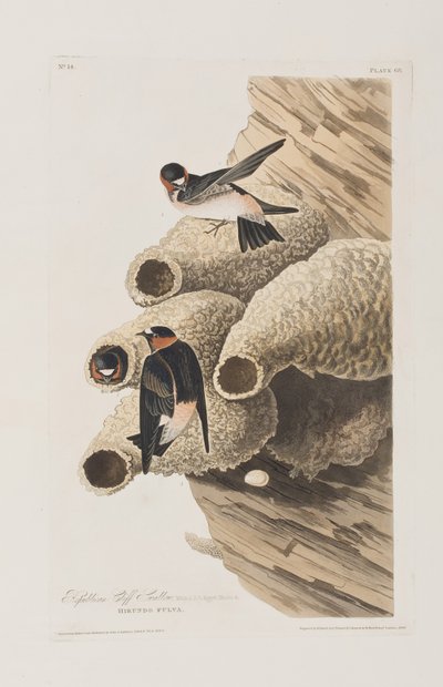 来自“美国鸟类”的插图 作者 约翰·詹姆斯·奥杜邦