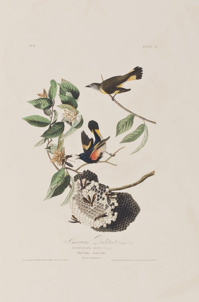 美国鸟类 "中的插图 作者 John James Audubon