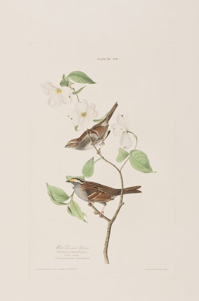 来自“美国鸟类”的插图 作者 John James Audubon