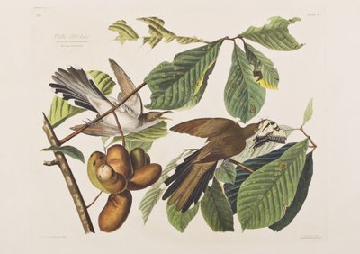 来自“美国鸟类”的插图 作者 John James Audubon
