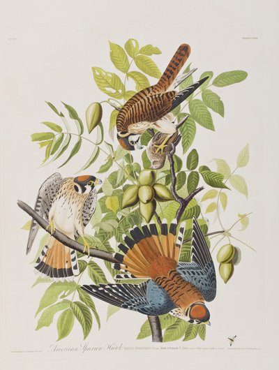 来自“美国鸟类”的插图 作者 John James Audubon