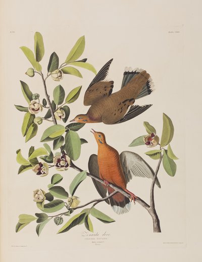 美国鸟类 "中的插图 作者 John James Audubon