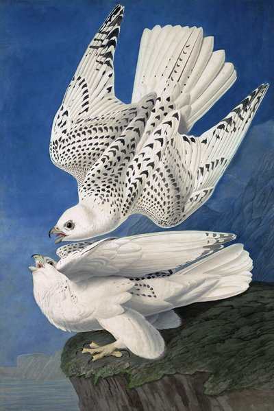 Jer或Iceland Falcon，Falco Islandicus，来自John J. Audubon，酒吧的“The Birds of America”。 1827年至1838年 作者 约翰·詹姆斯·奥杜邦