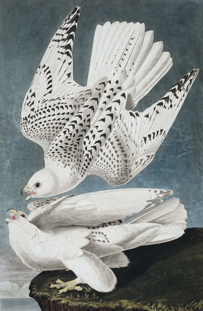 Jer或Iceland Falcon，Falco Islandicus，来自John J. Audubon，酒吧的“The Birds of America”。 1827年至1838年 作者 约翰·詹姆斯·奥杜邦