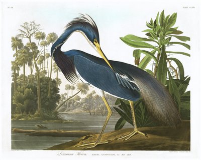 路易斯安那苍鹭，1834年 作者 John James Audubon
