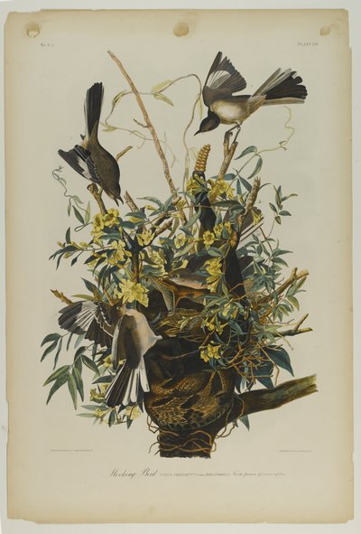 Mocking Bird，由Julien Bien印制，由Roe Lockwood＆Son出版，1861年（彩色石版画） 作者 约翰·詹姆斯·奥杜邦