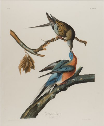 乘客鸽，1827-1838（纸上写字） 作者 John James Audubon
