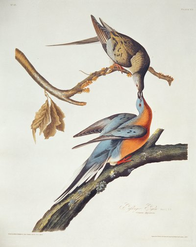 来自&39;美洲鸟&39;的乘客鸽 作者 John James Audubon