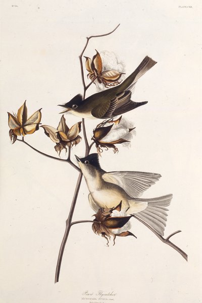 Pewit捕蝇器。摘自《美国鸟类》，1827-1838年。 作者 约翰·詹姆斯·奥杜邦