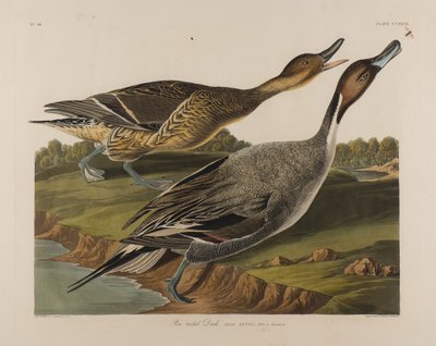 Pin Tailed Duck，1834（纸上写着） 作者 约翰·詹姆斯·奥杜邦